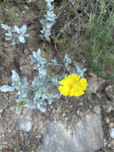 Cistus atriplicifolius (Cistus atriplicifolius)