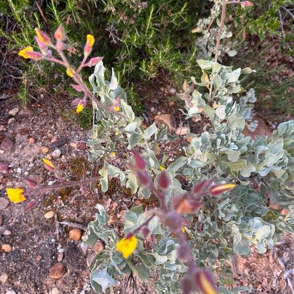 Cistus atriplicifolius (Cistus atriplicifolius)