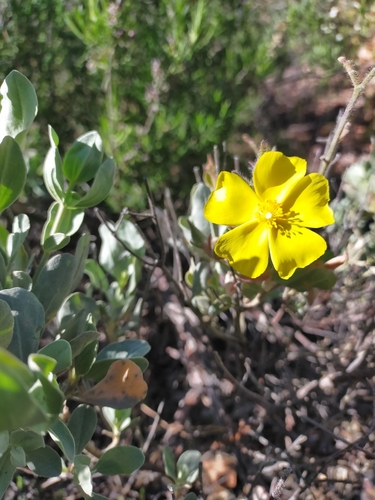 Cistus atriplicifolius (Cistus atriplicifolius)