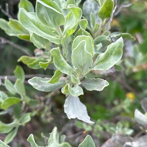 Cistus atriplicifolius (Cistus atriplicifolius)
