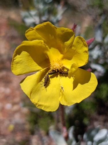 Cistus atriplicifolius (Cistus atriplicifolius)