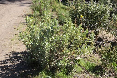 Cistus atriplicifolius (Cistus atriplicifolius)