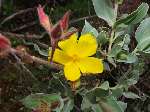 Cistus atriplicifolius (Cistus atriplicifolius)