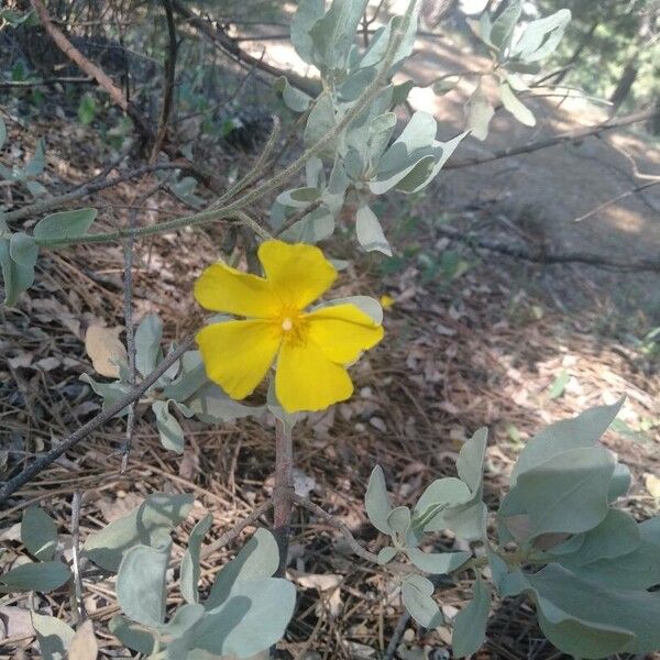 Cistus atriplicifolius (Cistus atriplicifolius)