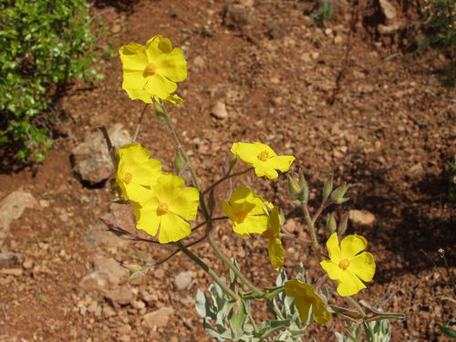 Cistus atriplicifolius (Cistus atriplicifolius)