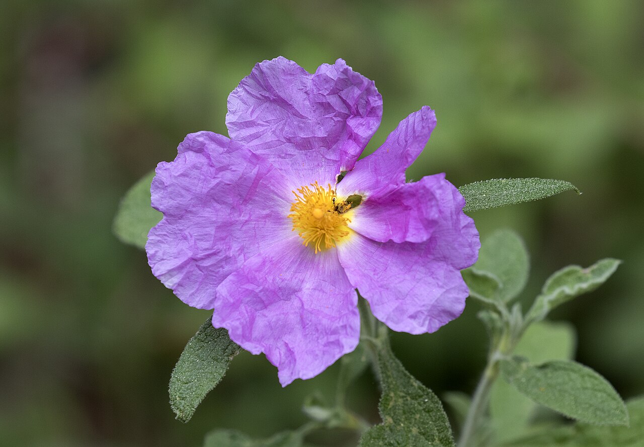 Hoary rock-rose: A pink rock-rose ( Cistus creticus ) flower. Balcalı, Adana - Turkey.