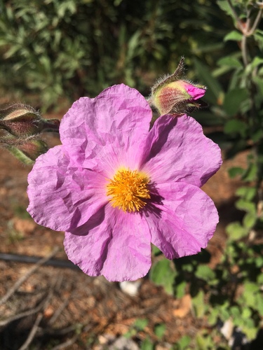 Hoary rock-rose (Cistus creticus)