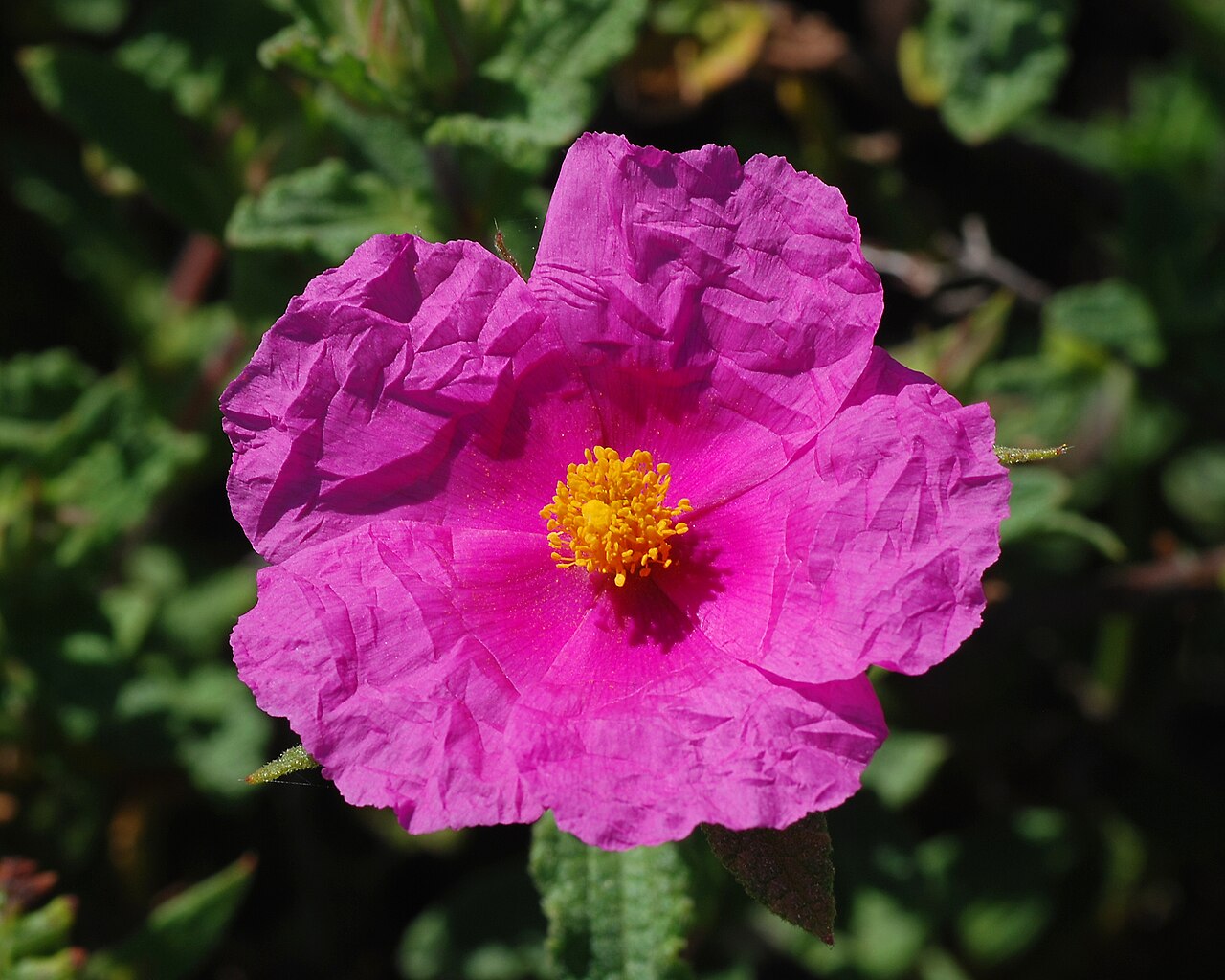 Hoary rock-rose: Cistis creticus