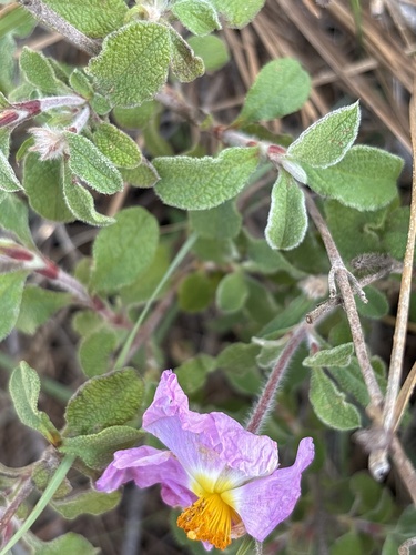 Hoary rock-rose (Cistus creticus)