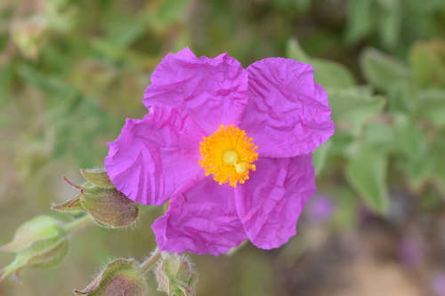 Hoary rock-rose (Cistus creticus)