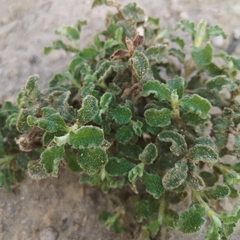 Hoary rock-rose (Cistus creticus)