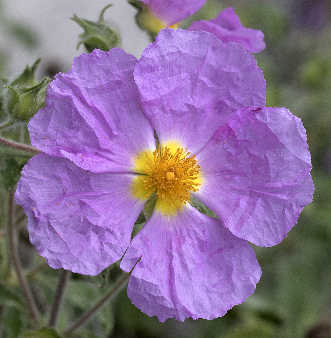 Hoary rock-rose: Cretan rock rose ( Cistus creticus ). Balcalı, Adana - Turkey.