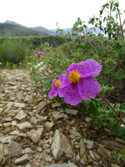 Hoary rock-rose (Cistus creticus)