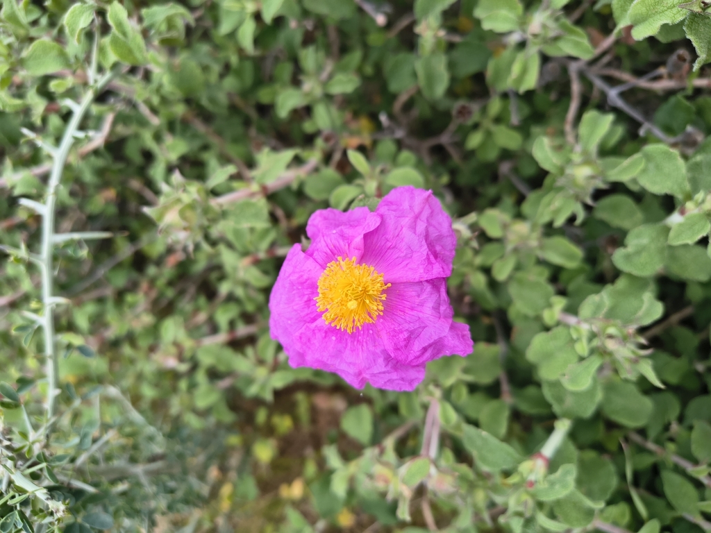 Hoary rock-rose (Cistus creticus)