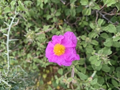 Hoary rock-rose (Cistus creticus)