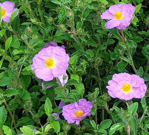 Hoary rock-rose: Cistus creticus at the Botanical Garden of Neuchâtel , Switzerland .