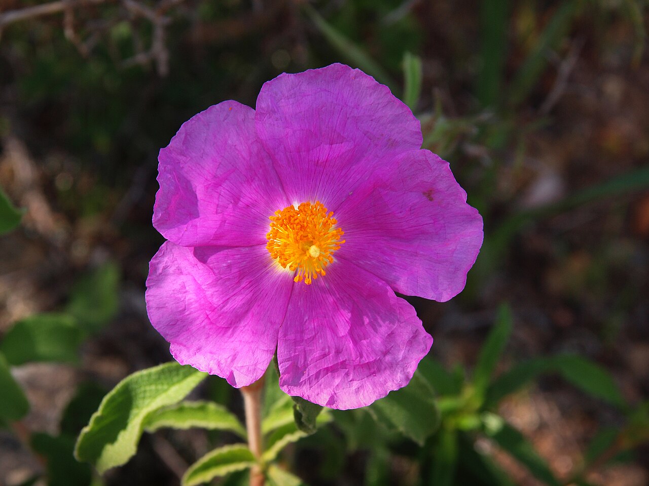 Hoary rock-rose: Santo-Pietro-di-Tenda, Nebbio ( Corse ) - Fleur de ciste de Crête dans le désert des Agriates
