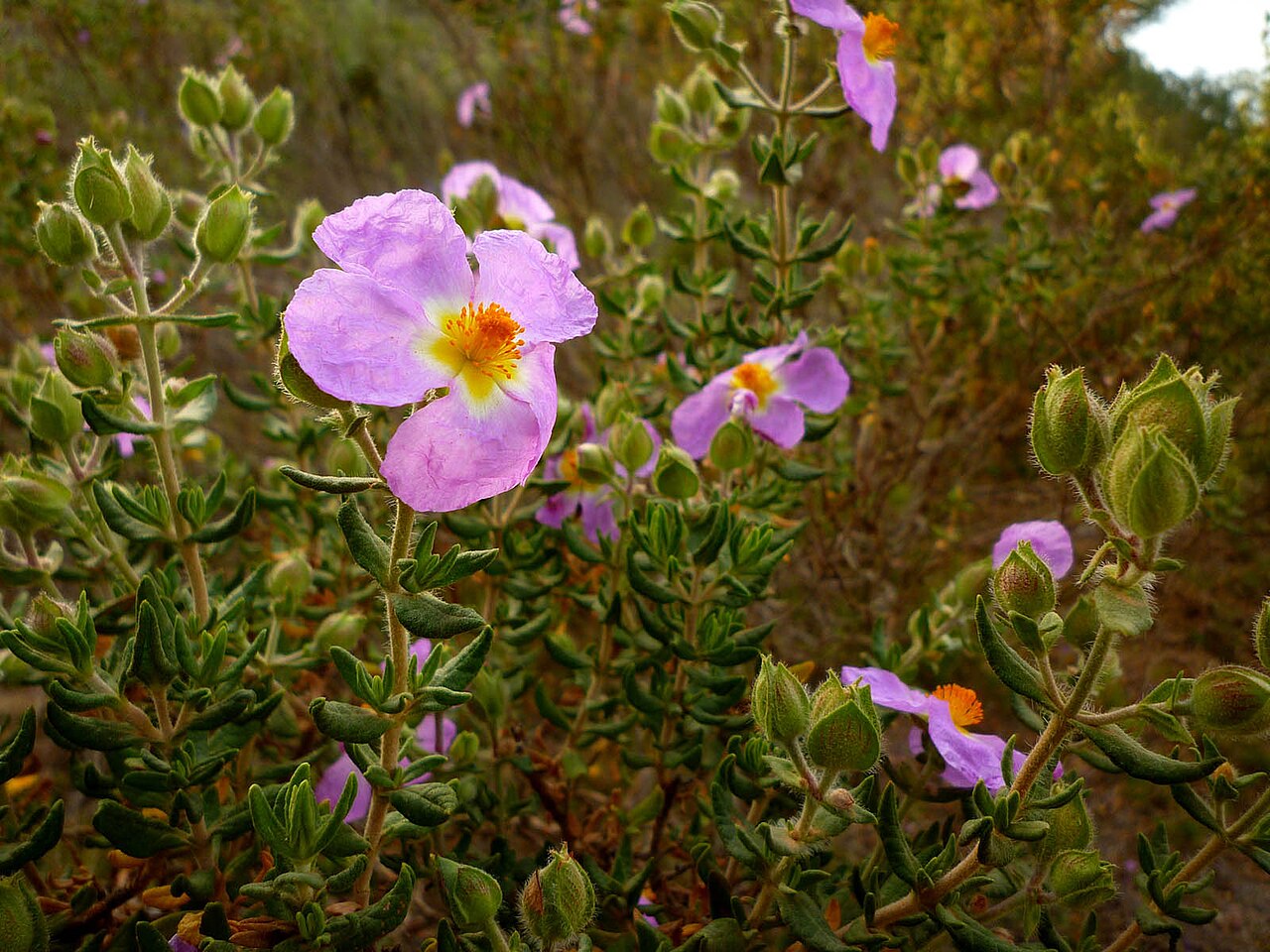 Cistus heterophyllus: Cistus heterophyllus en la Sierra Minera de Cartagena.