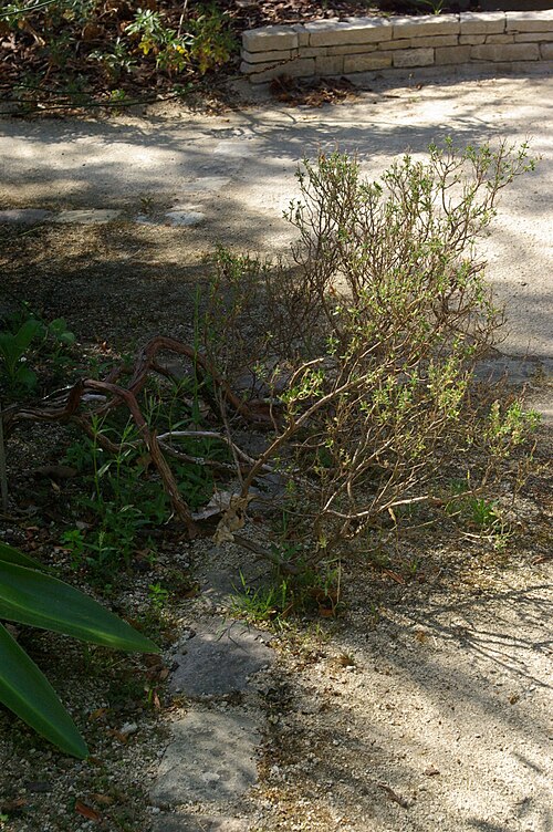 Cistus heterophyllus: Cistus heterophyllus, Conservatoire botanique national de Brest