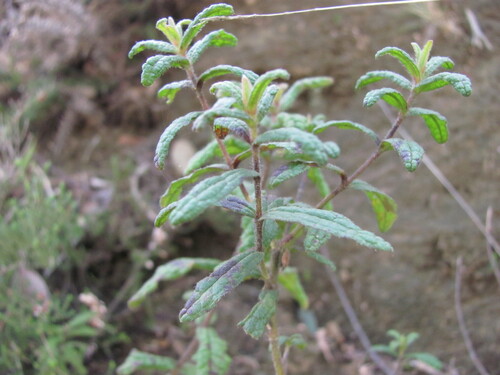 Cistus inflatus (Cistus inflatus)