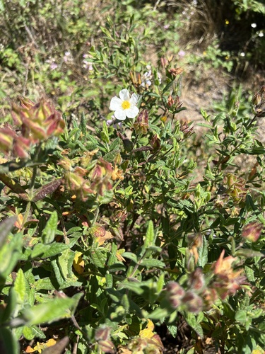 Cistus inflatus (Cistus inflatus)