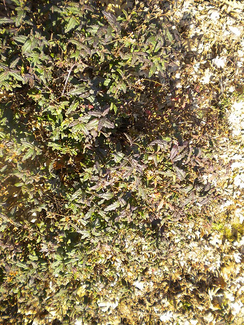Cistus inflatus: Cistus psilosepalus .