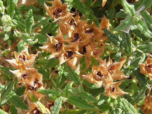 Cistus inflatus: Cistus psilosepalus. Carpizu.
