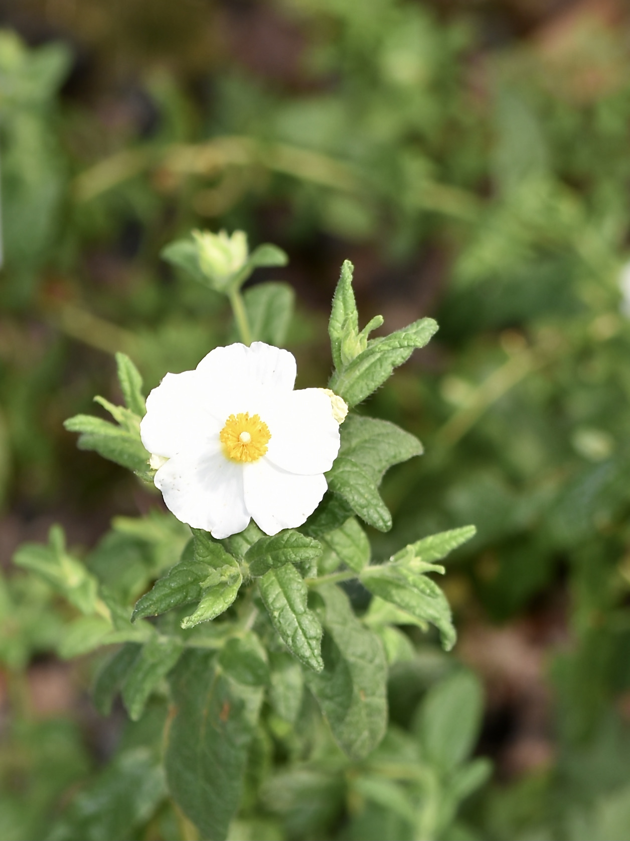 Cistus inflatus: Cistus inflatus. Berggarten Hannover.
