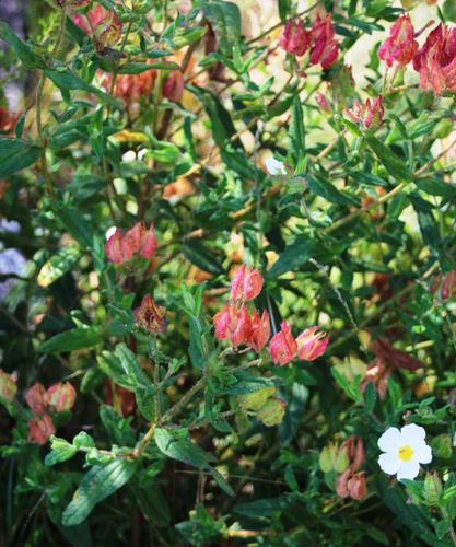 Cistus inflatus (Cistus inflatus)