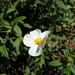 Cistus inflatus (Cistus inflatus)