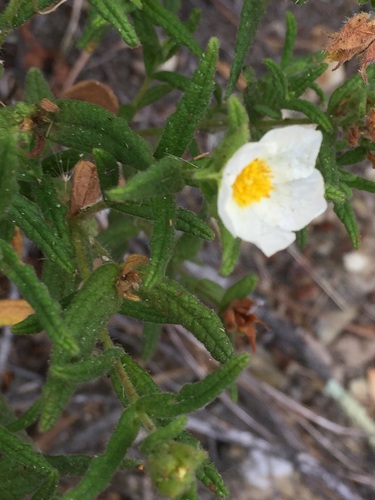 Cistus inflatus (Cistus inflatus)