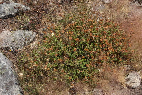 Cistus inflatus (Cistus inflatus)