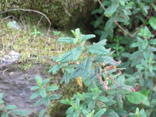 Cistus inflatus (Cistus inflatus)