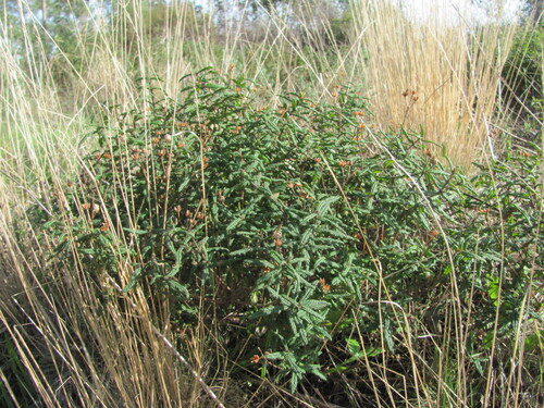 Cistus inflatus (Cistus inflatus)