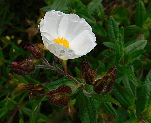 Cistus inflatus: Cistus psilosepalus at the University of California Botanical Garden, Berkeley, California, USA. Identified by the garden signage.