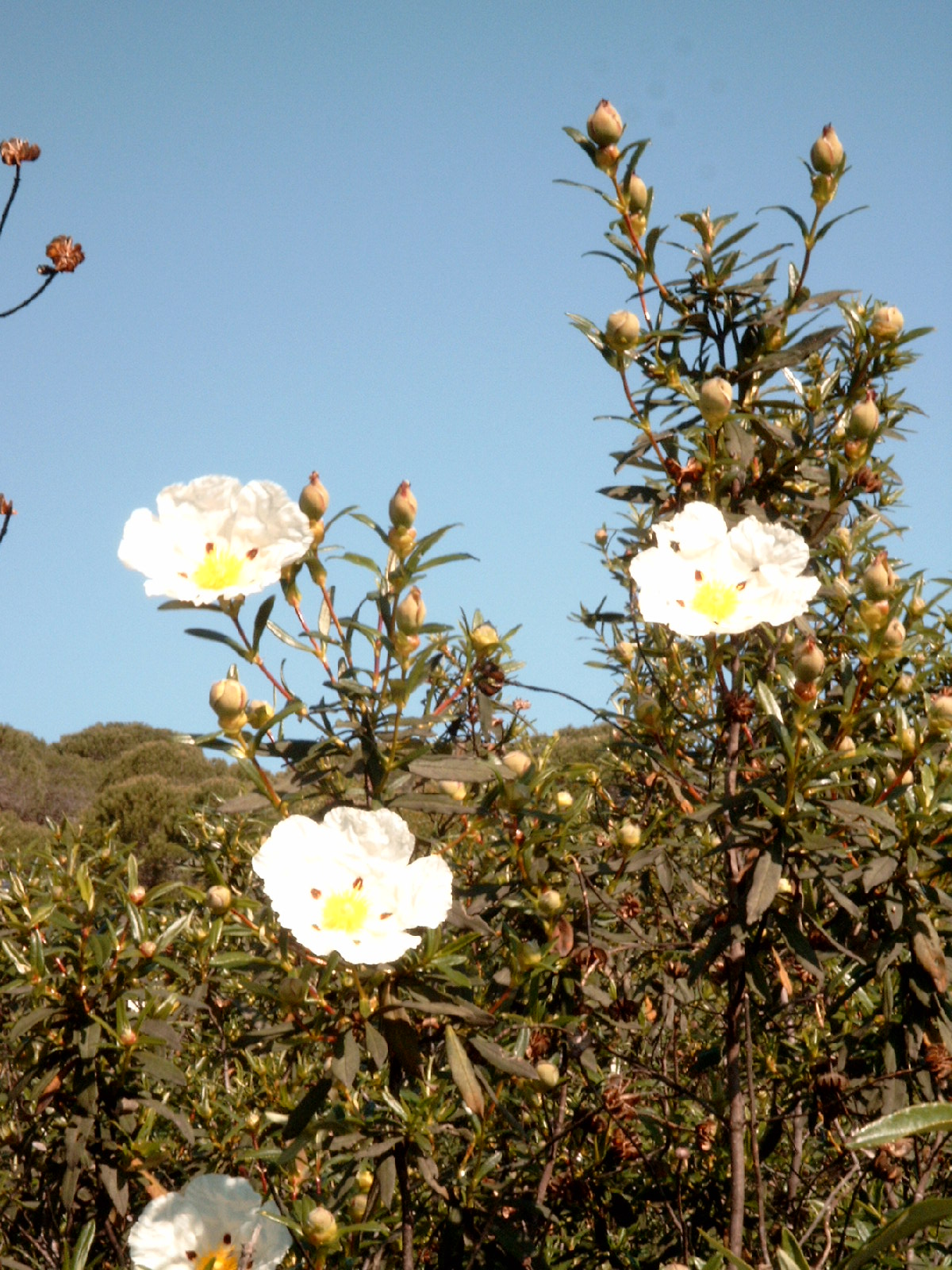 Common gum cistus: Name Cistus ladanifer Familiy Cistaceae