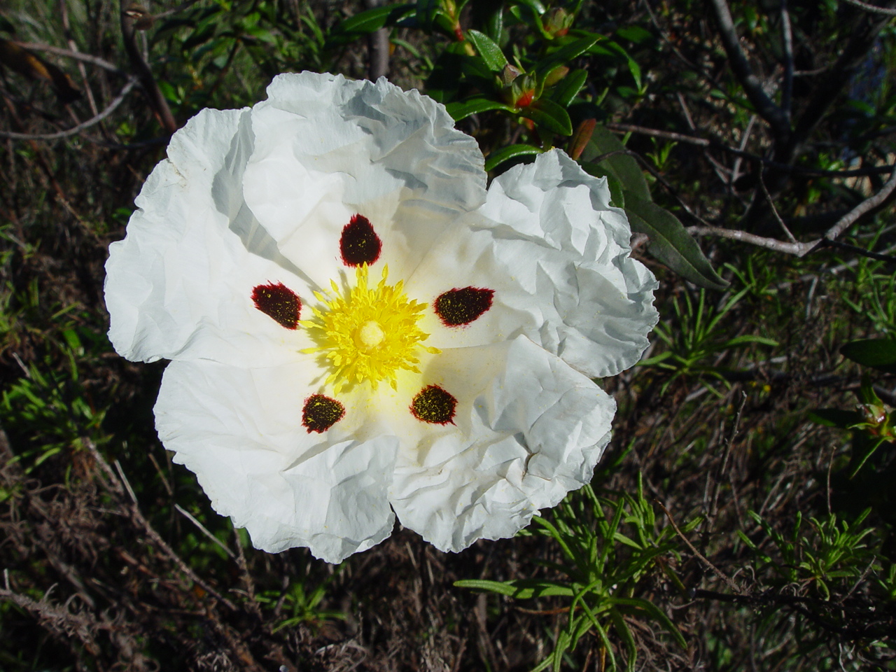 Common gum cistus: Name Cistus ladanifer Familiy Cistaceae