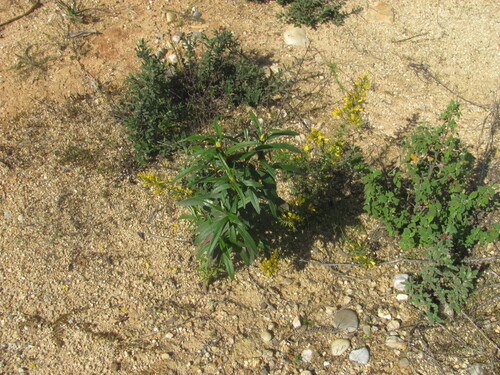 Common gum cistus (Cistus ladanifer)