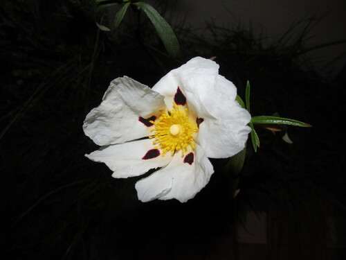 Common gum cistus (Cistus ladanifer)