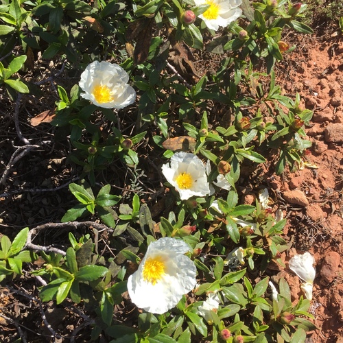 Common gum cistus (Cistus ladanifer)