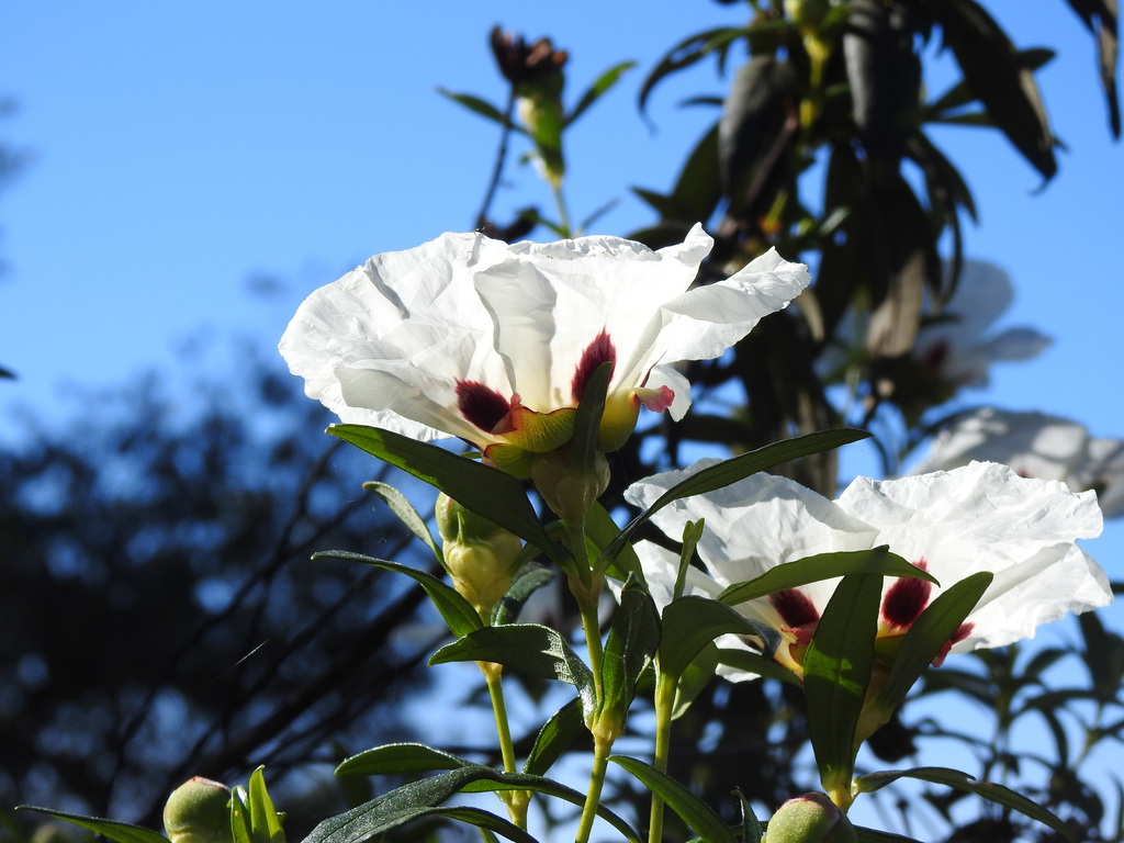 Common gum cistus (Cistus ladanifer)