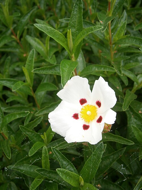 Common gum cistus: Cistus ladanifer