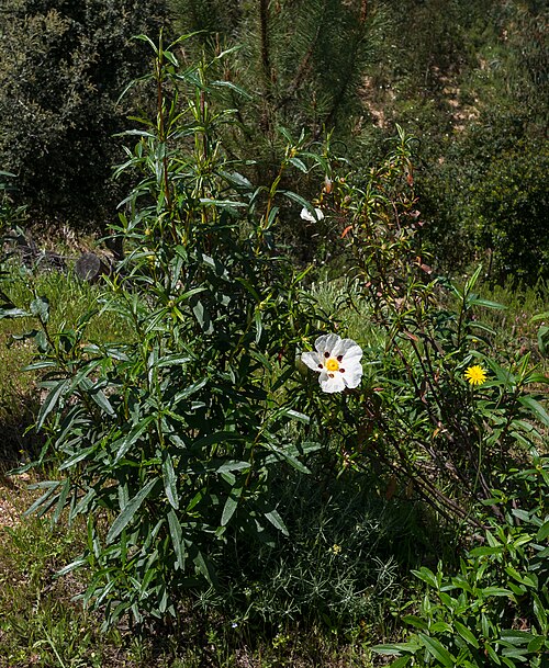 Common gum cistus: Cistus ladanifer near the Castañuelo viewpoint. Huelva, Andalusia, Spain