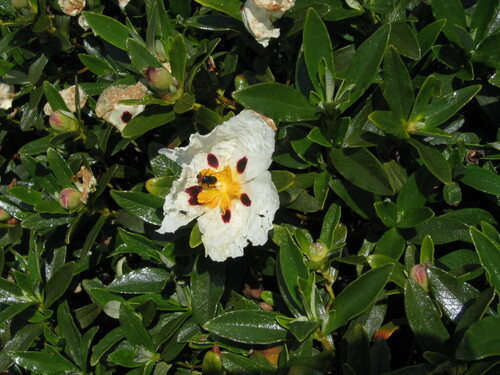 Common gum cistus (Cistus ladanifer)