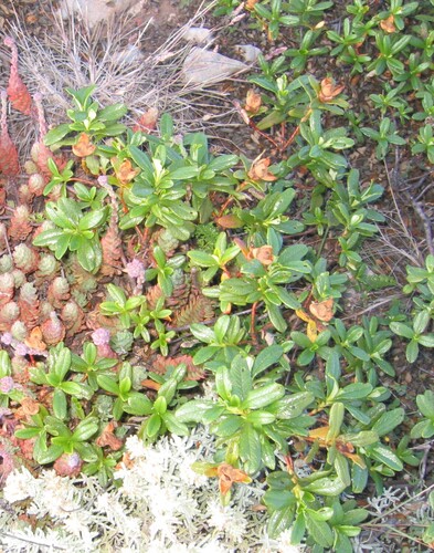 Common gum cistus (Cistus ladanifer)