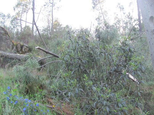 Common gum cistus (Cistus ladanifer)