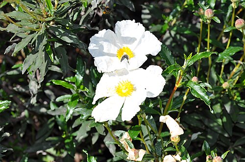 Common gum cistus: Jara pringosa en Los Alcornocales, Cádiz, España