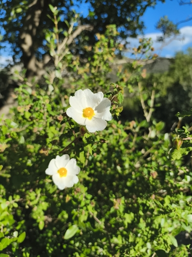 Salvia cistus (Cistus salviifolius)
