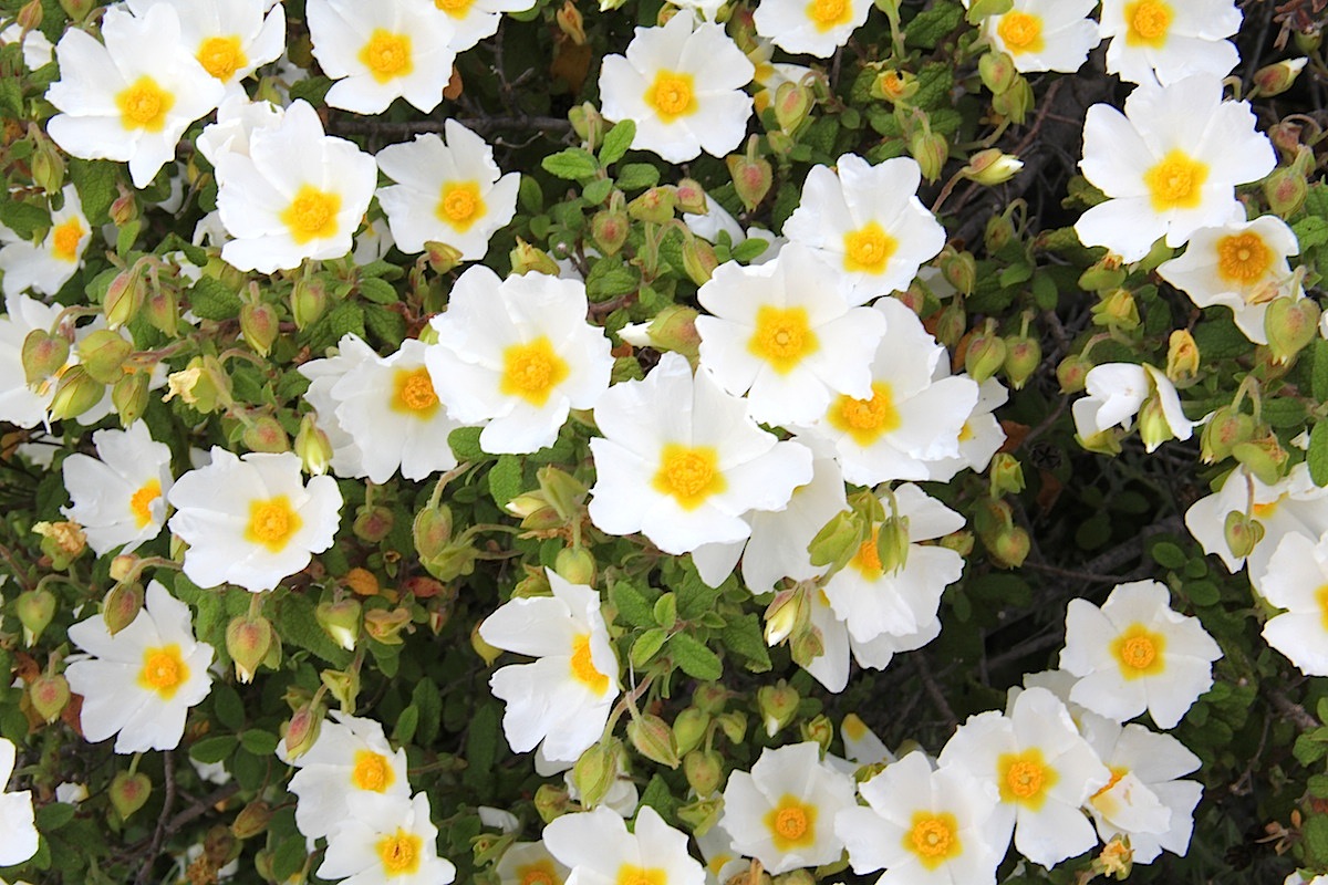 Salvia cistus: Cistus salviifolius