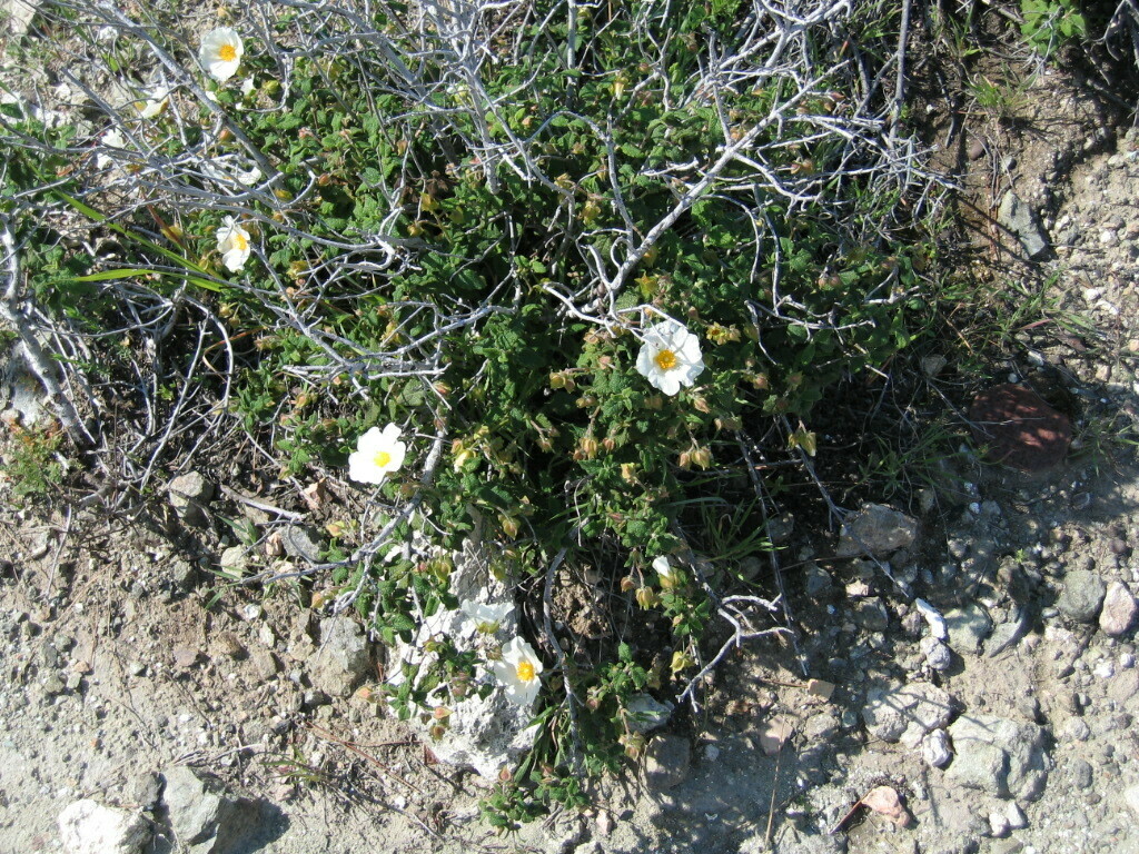 Salvia cistus (Cistus salviifolius)